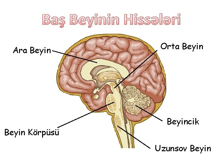Baş Beyinin Hissələri Ara Beyin Körpüsü Orta Beyincik Uzunsov Beyin 