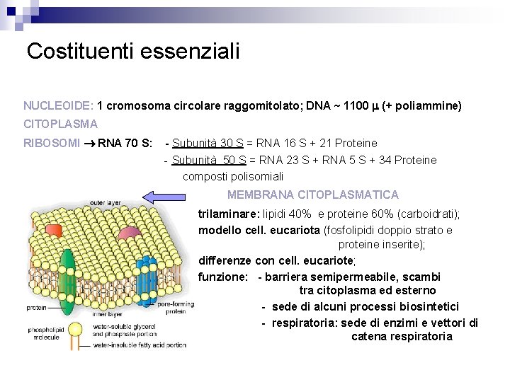 Costituenti essenziali NUCLEOIDE: 1 cromosoma circolare raggomitolato; DNA ~ 1100 (+ poliammine) CITOPLASMA RIBOSOMI