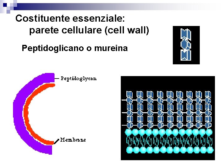 Costituente essenziale: parete cellulare (cell wall) Peptidoglicano o mureina 