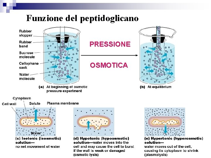 Funzione del peptidoglicano PRESSIONE OSMOTICA 