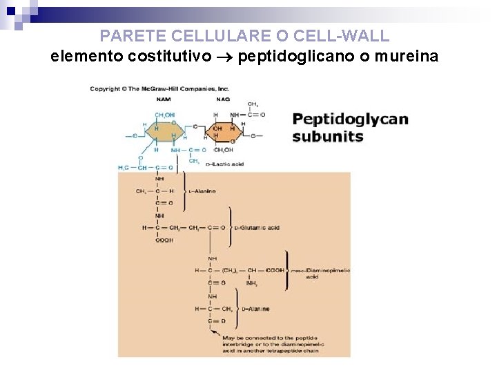 PARETE CELLULARE O CELL-WALL elemento costitutivo peptidoglicano o mureina 