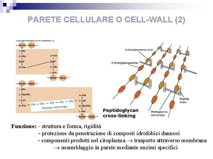 PARETE CELLULARE O CELL-WALL (2) Funzione: - struttura e forma, rigidità - protezione da