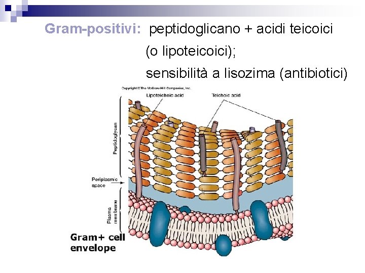 Gram-positivi: peptidoglicano + acidi teicoici (o lipoteicoici); sensibilità a lisozima (antibiotici) 