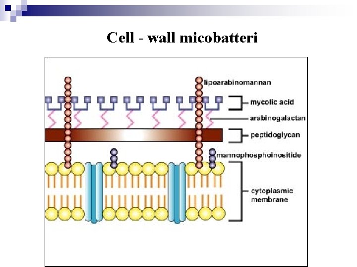 Cell - wall micobatteri 
