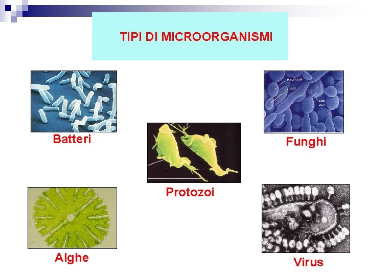 TIPI DI MICROORGANISMI Batteri Funghi Protozoi Alghe Virus 