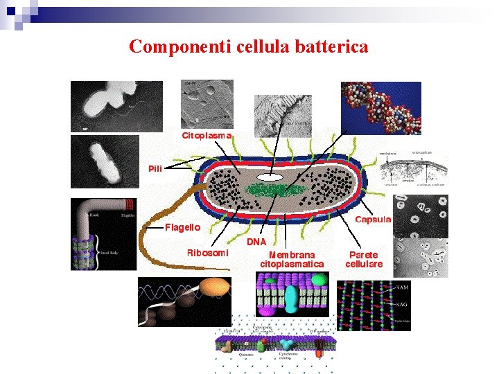 Componenti cellula batterica 