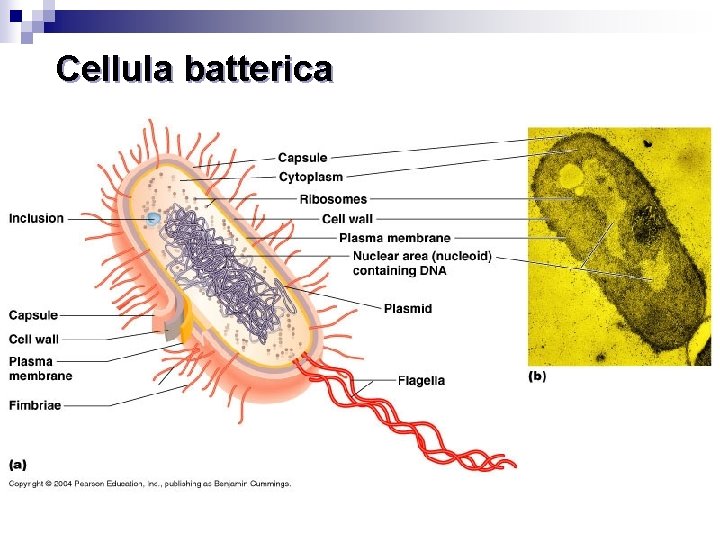 Cellula batterica 