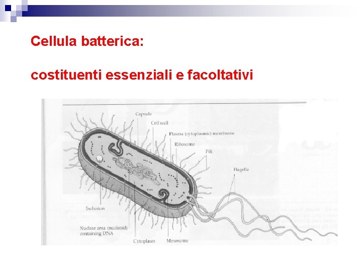 Cellula batterica: costituenti essenziali e facoltativi 