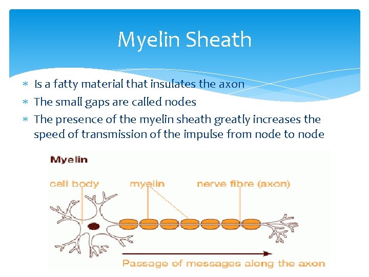 Myelin Sheath Is a fatty material that insulates the axon The small gaps are