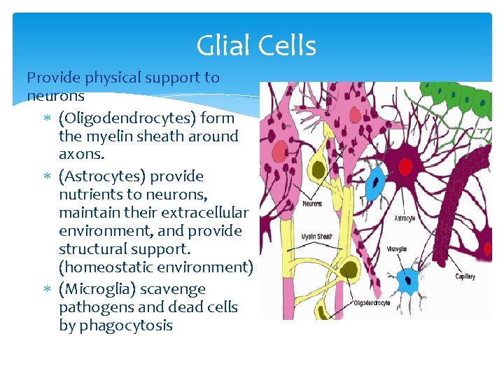 Glial Cells Provide physical support to neurons (Oligodendrocytes) form the myelin sheath around axons.