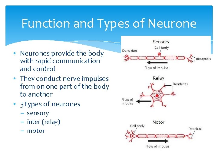 Function and Types of Neurone • Neurones provide the body with rapid communication and