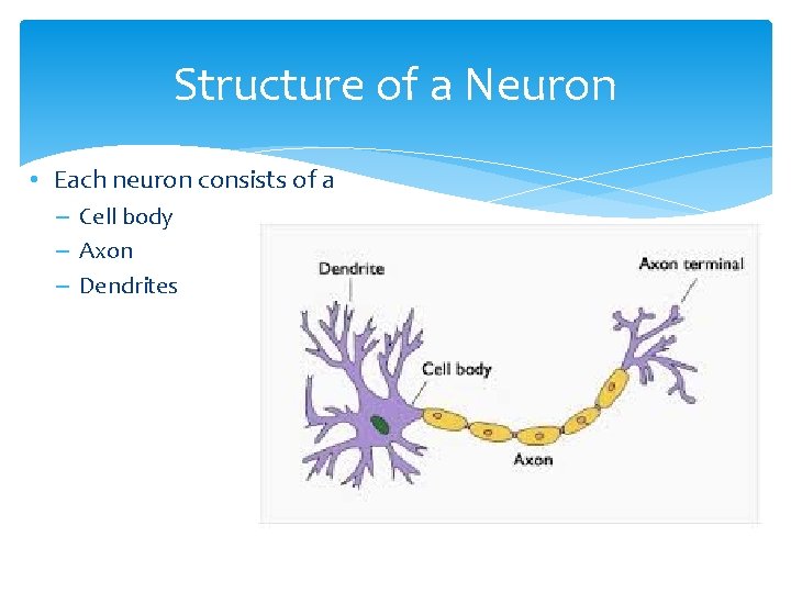 Structure of a Neuron • Each neuron consists of a – Cell body –