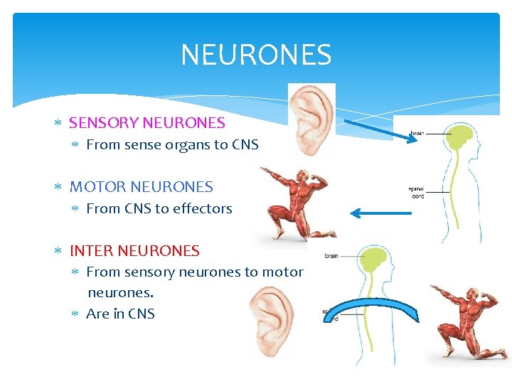 NEURONES SENSORY NEURONES From sense organs to CNS MOTOR NEURONES From CNS to effectors