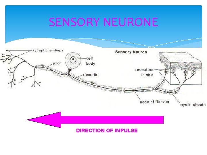 SENSORY NEURONE DIRECTION OF IMPULSE 