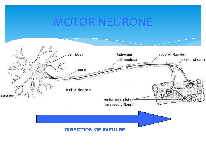 MOTOR NEURONE DIRECTION OF IMPULSE 