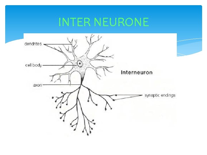 INTER NEURONE 