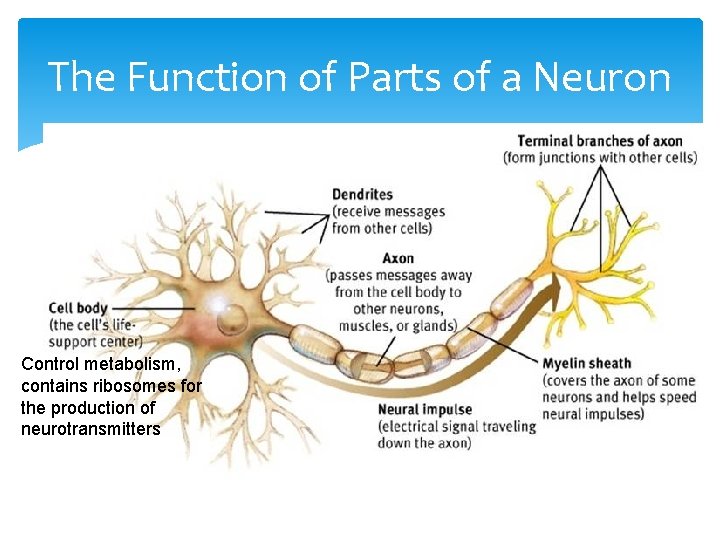 The Function of Parts of a Neuron Control metabolism, contains ribosomes for the production