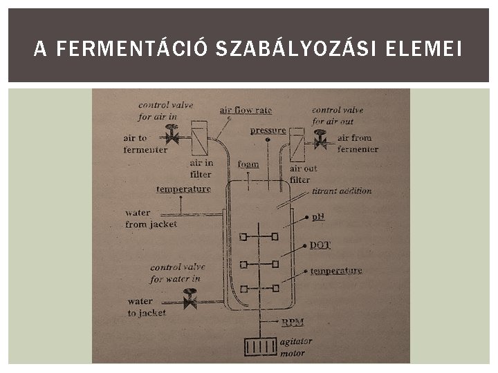 A FERMENTÁCIÓ SZABÁLYOZÁSI ELEMEI 