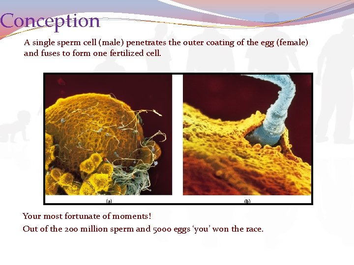 Conception A single sperm cell (male) penetrates the outer coating of the egg (female)