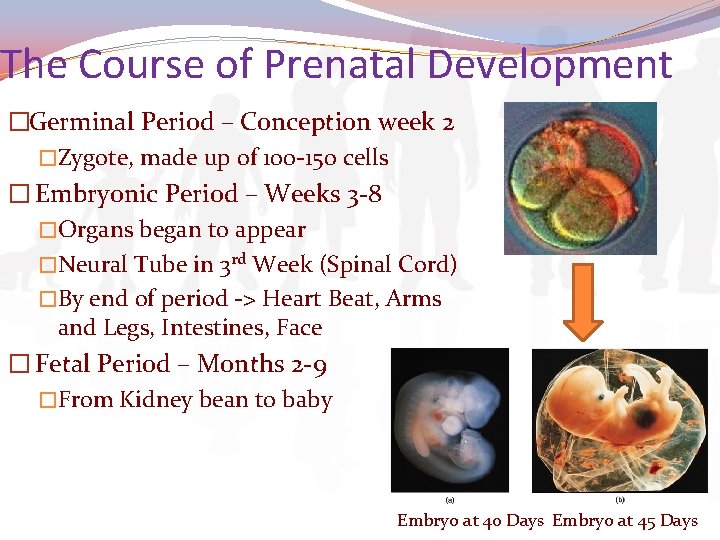 The Course of Prenatal Development �Germinal Period – Conception week 2 �Zygote, made up