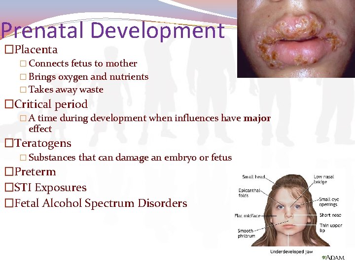 Prenatal Development �Placenta � Connects fetus to mother � Brings oxygen and nutrients �