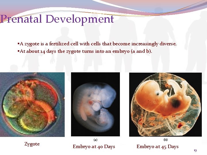 Prenatal Development §A zygote is a fertilized cell with cells that become increasingly diverse.