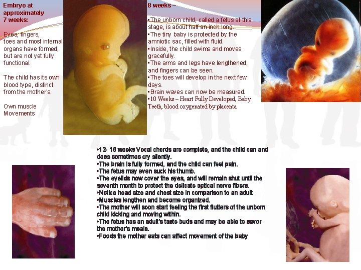 Embryo at approximately 7 weeks: Eyes, fingers, toes and most internal organs have formed,