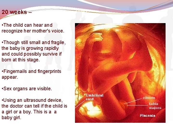 20 weeks – • The child can hear and recognize her mother's voice. •