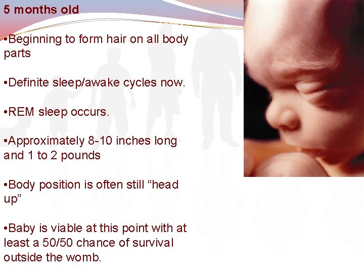 5 months old • Beginning to form hair on all body parts • Definite