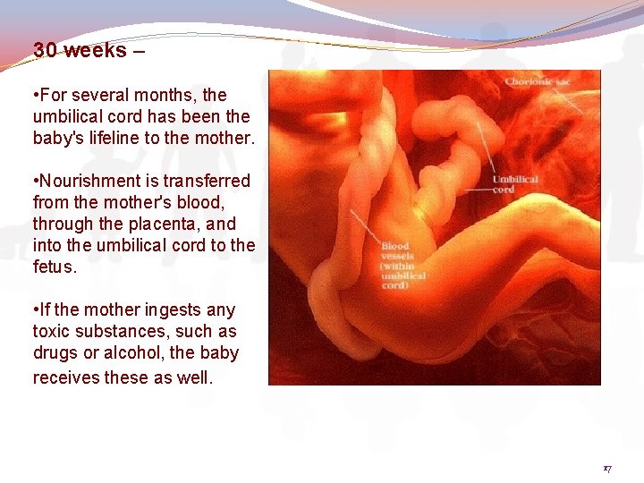 30 weeks – • For several months, the umbilical cord has been the baby's