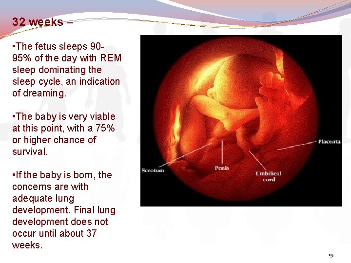 32 weeks – • The fetus sleeps 9095% of the day with REM sleep