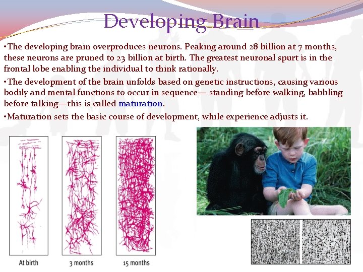 Developing Brain • The developing brain overproduces neurons. Peaking around 28 billion at 7