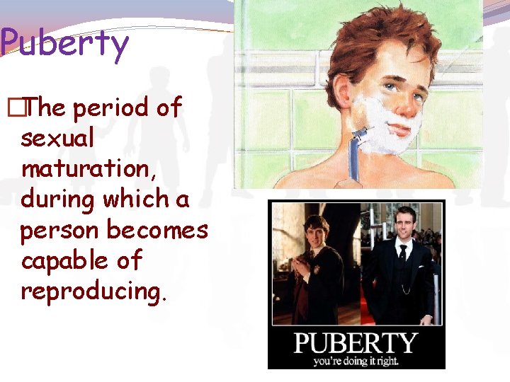 Puberty �The period of sexual maturation, during which a person becomes capable of reproducing.