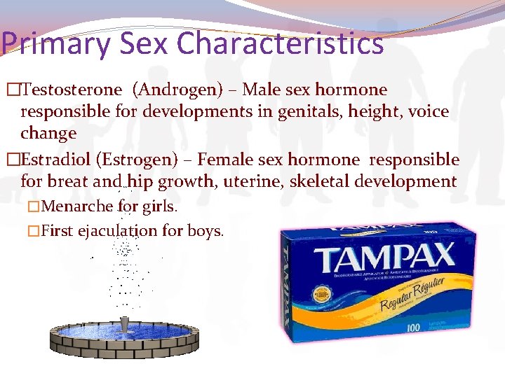 Primary Sex Characteristics �Testosterone (Androgen) – Male sex hormone responsible for developments in genitals,