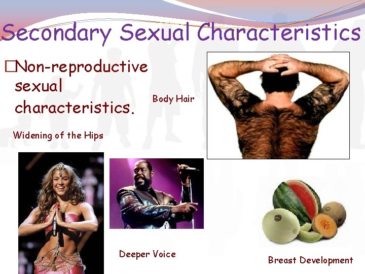 Secondary Sexual Characteristics �Non-reproductive sexual Body Hair characteristics. Widening of the Hips Deeper Voice