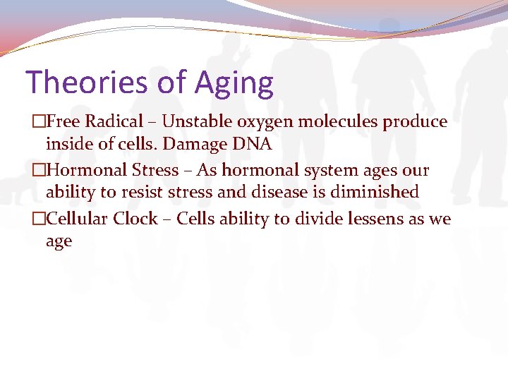 Theories of Aging �Free Radical – Unstable oxygen molecules produce inside of cells. Damage