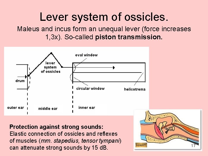 Lever system of ossicles. Maleus and incus form an unequal lever (force increases 1,