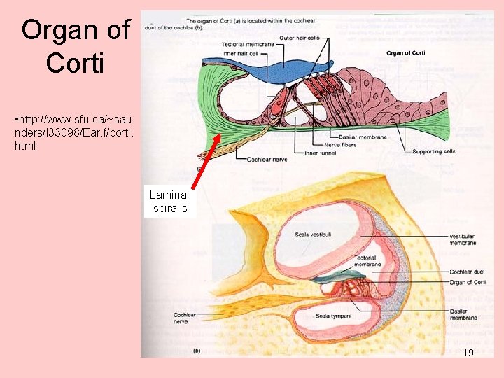 Organ of Corti • http: //www. sfu. ca/~sau nders/l 33098/Ear. f/corti. html Lamina spiralis