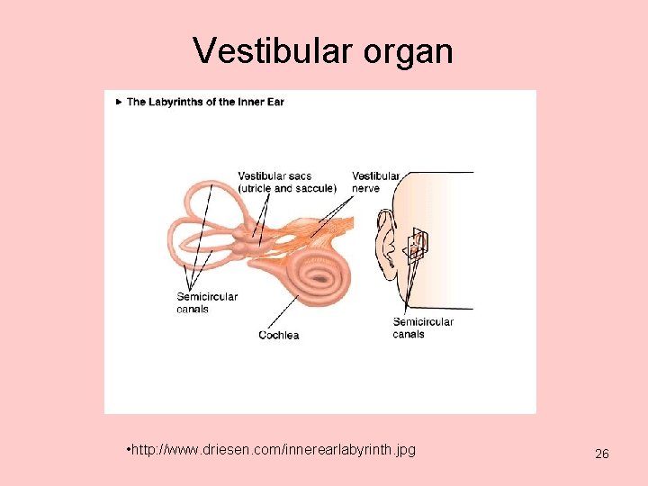 Vestibular organ • http: //www. driesen. com/innerearlabyrinth. jpg 26 