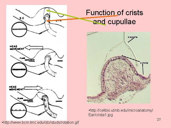 Function of crists and cupullae • http: //cellbio. utmb. edu/microanatomy/ Ear/crista 1. jpg •