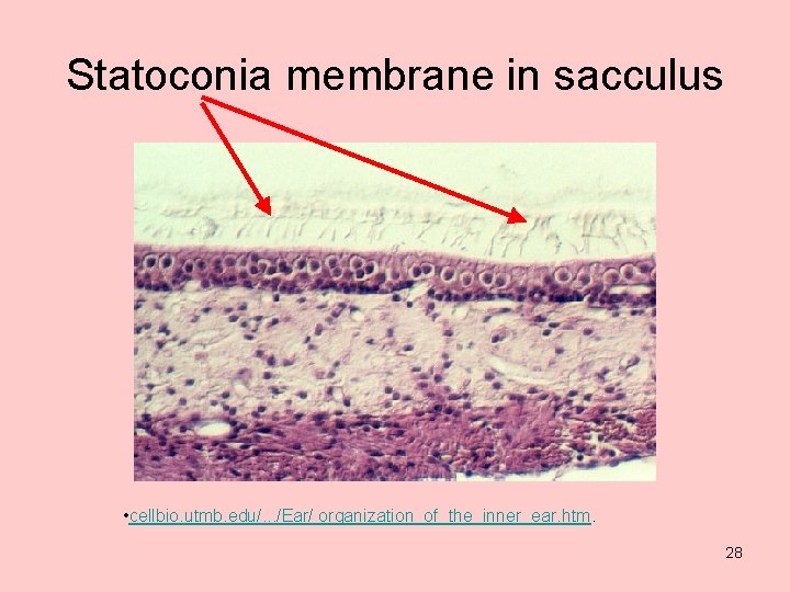 Statoconia membrane in sacculus • cellbio. utmb. edu/. . . /Ear/ organization_of_the_inner_ear. htm. 28