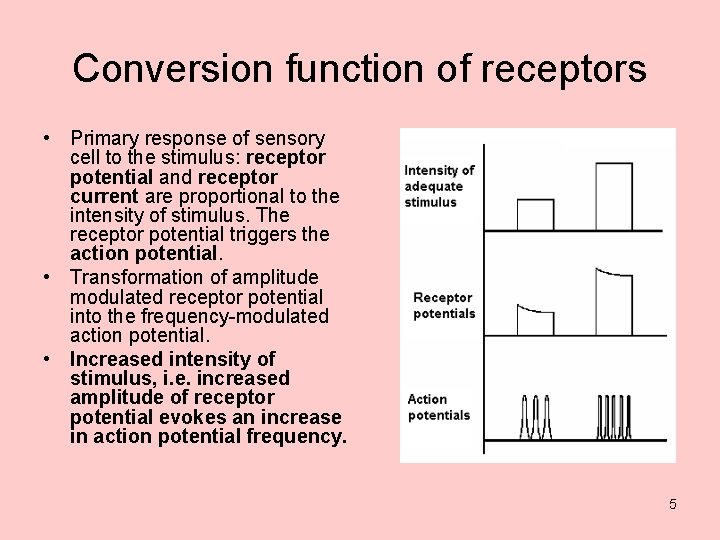 Conversion function of receptors • Primary response of sensory cell to the stimulus: receptor