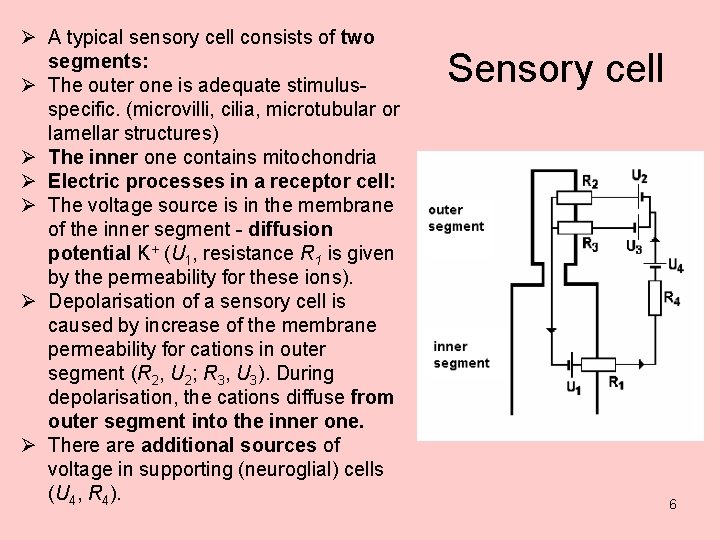 Ø A typical sensory cell consists of two segments: Ø The outer one is