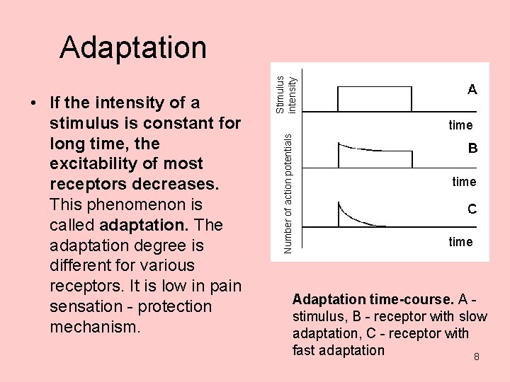 time Number of action potentials • If the intensity of a stimulus is constant