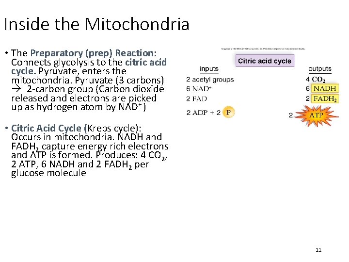 Inside the Mitochondria • The Preparatory (prep) Reaction: Connects glycolysis to the citric acid