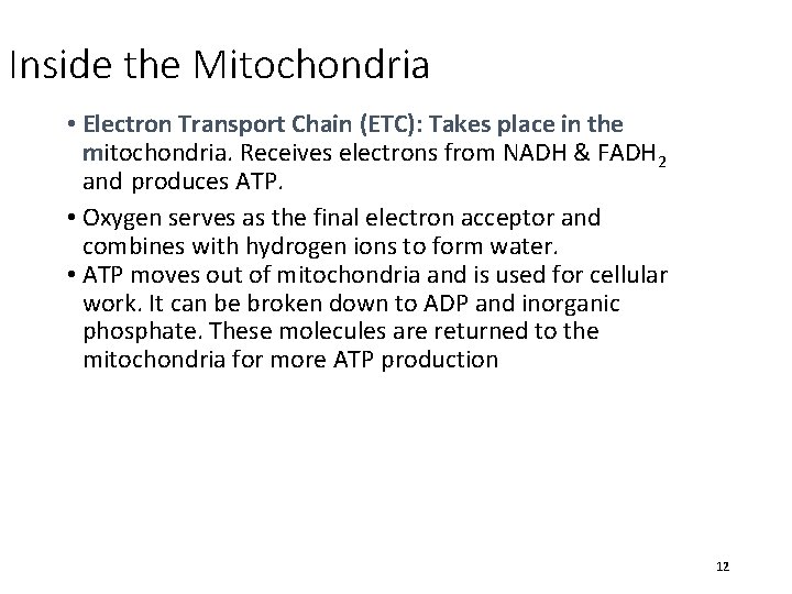 Inside the Mitochondria • Electron Transport Chain (ETC): Takes place in the mitochondria. Receives