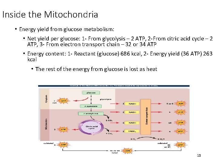 Inside the Mitochondria • Energy yield from glucose metabolism: • Net yield per glucose: