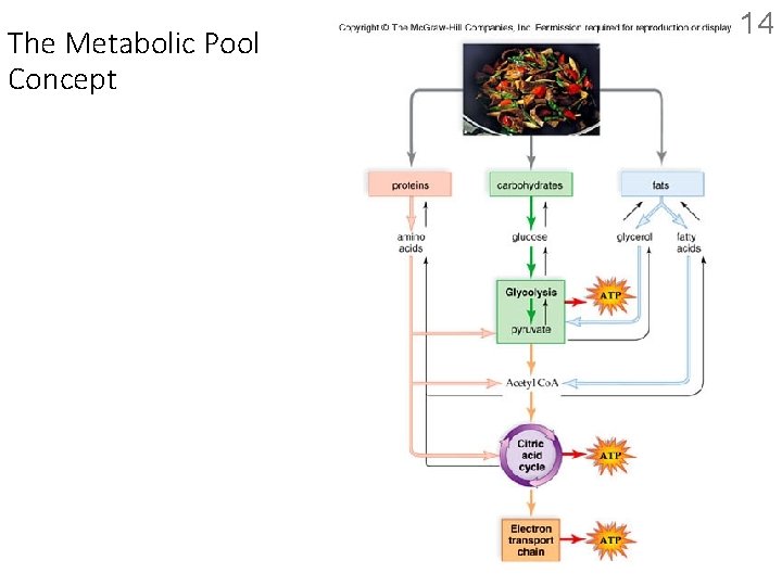 The Metabolic Pool Concept 14 