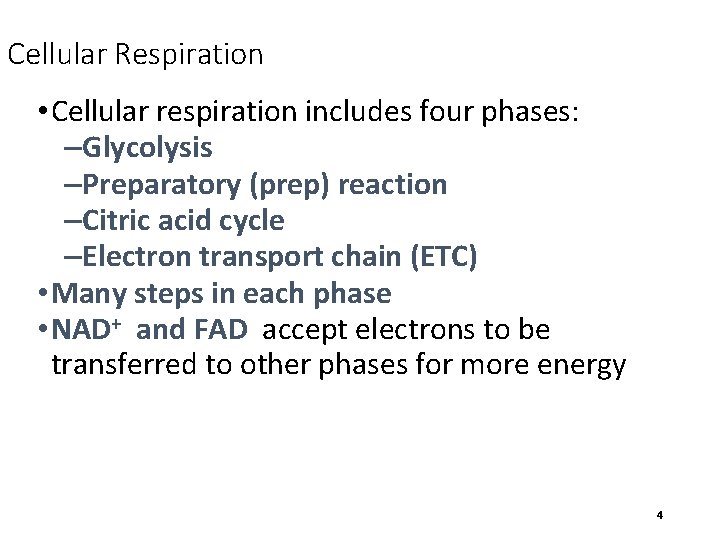 Cellular Respiration • Cellular respiration includes four phases: –Glycolysis –Preparatory (prep) reaction –Citric acid