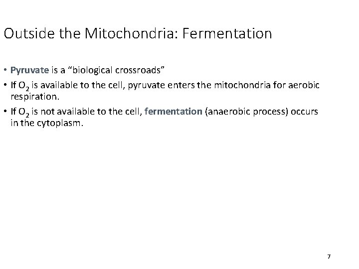 Outside the Mitochondria: Fermentation • Pyruvate is a “biological crossroads” • If O 2
